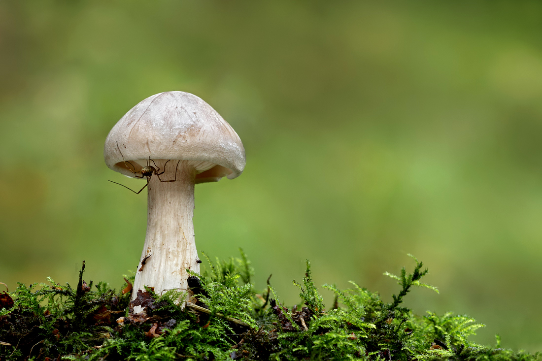 Clouded Agaric and Harvestman